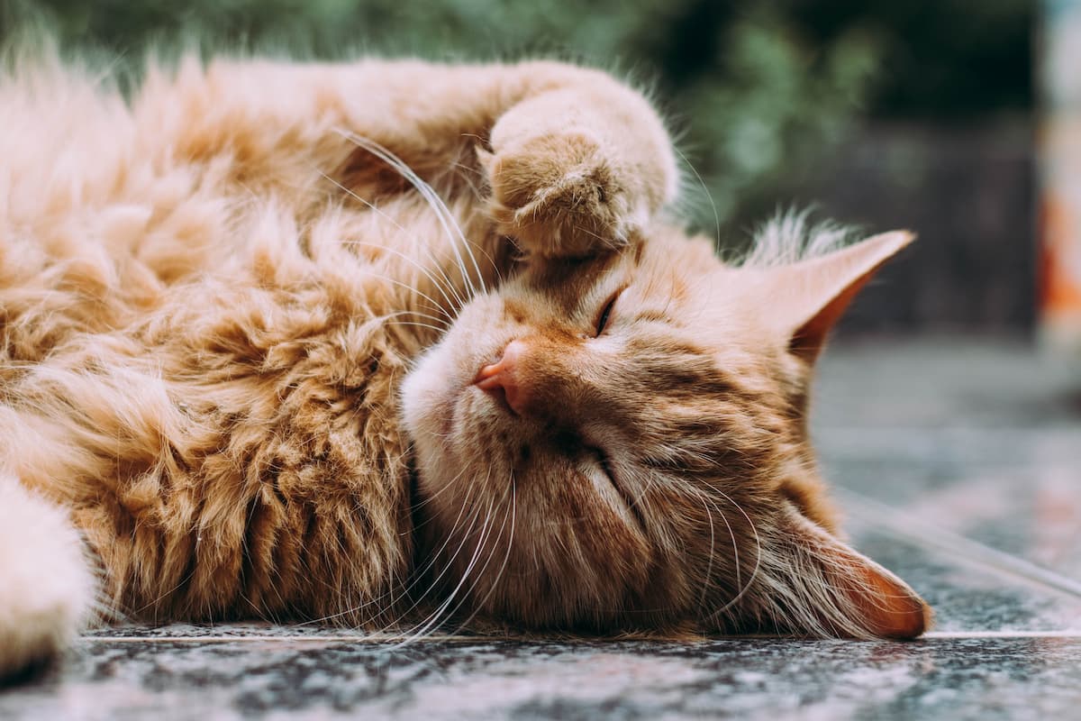 From Summer Fun to Fall Wellness: The Health Check Your Pet Needs